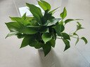 雙盟綠蘿盆栽除甲醛花卉綠植辦公室新房?jī)艋諝?80加侖4盆裝源頭直發(fā) 曬單實(shí)拍圖
