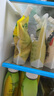 鮮氧多谷物飲品綠豆沙濃豆乳玉米汁紅豆薏米常溫飲料營(yíng)養(yǎng)早餐飲品 8袋 曬單實(shí)拍圖