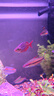 魚官兒電光剛果美人熱帶觀賞魚中大型草缸群游魚活體觀賞魚 鴿子美人2條（4-5cm） 曬單實(shí)拍圖
