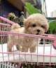 泰迪幼犬純種灰泰迪貴賓犬茶杯犬長(zhǎng)不大小體狗小型犬活體狗寵物狗 寵物級(jí) 香檳泰迪 公 曬單實(shí)拍圖