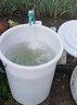 京頓 大號加厚塑料水桶帶蓋圓桶酒桶大容量蓄水桶 白色帶蓋100L 曬單實拍圖