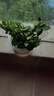 薄荷盆栽可食用大苗水培室內(nèi)驅蚊綠植迷迭香香草植物檸檬貓薄荷 精品中盆薄荷（不含盆） 曬單實拍圖