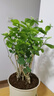 【雅之典】重瓣茉莉花盆栽室內(nèi)觀花植物四季好養(yǎng)帶花苞開花不斷綠植 茉莉花6年苗【仿陶盆】 好養(yǎng)活 曬單實拍圖