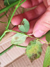 爬藤植物藤本月季花苗四季花卉濃香型玫瑰盆栽庭院陽臺薔薇花苗 粉色龍沙寶石 帶土發(fā)貨 150-180厘米高 曬單實拍圖
