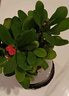 開(kāi)時(shí)果 鐵海棠盆栽帶花發(fā)貨 虎刺梅四季開(kāi)花卉植物盆景綠植源頭直發(fā)包郵 【鐵海棠】哥窯冰裂盆+圓底托 曬單實(shí)拍圖
