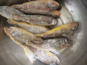 鮮到鮮得 冷凍海捕小黃魚800g(29-31條) 黃花魚 生鮮魚類 燒烤 曬單實拍圖