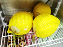 黃六爺新鮮頭茬冰淇淋玉菇甜瓜大果9當(dāng)季新鮮水果斤整箱香瓜羊角脆蜜瓜 3斤【精品大果】1-2顆~新鮮超甜 曬單實(shí)拍圖