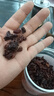 養(yǎng)益君山茱萸250g（2罐）茱萸肉 陜西生曬山萸肉去核山茱萸搭中藥材 曬單實(shí)拍圖