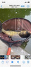 山頭林村掃黑本味麥芽糖黑坑泡泡球薯味果味散炮鯉魚(yú)黑坑餌料魚(yú)餌料 掃黑-薯味600g【1包】 曬單實(shí)拍圖
