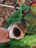 谷道香鰱鳙小藥開(kāi)口劑釣浮釣魚(yú)餌伴侶誘魚(yú)劑狂口藥添加劑酸臭大頭魚(yú)餌料 1瓶釣大鰱鳙專(zhuān)用小藥正品 鄧剛浮釣湖庫黑坑競技必加 曬單實(shí)拍圖