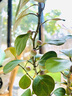 雅花匠小盼菩提樹(shù)盆栽帶果辦公室桌面工位綠植好養(yǎng)茶桌室內(nèi)植物四季盆景 A級(jí)-小盼菩提/帶果【羅曼盆】 曬單實(shí)拍圖