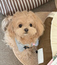 麥富迪狗糧 乖寶樂狗糧成犬通用均衡營養(yǎng)（牛肉蛋黃）10kg/20斤 曬單實拍圖