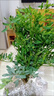 蕓香草臭草植物賊仔草盆栽室外陽(yáng)臺菜園四季花苗臭艾驅蚊驅蛇食用 蕓香草中顆 不帶盆 曬單實(shí)拍圖