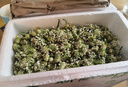 教蔬鮮生【順豐直達】韭菜花新鮮現(xiàn)摘山東頭茬嫩半仔韭花醬蘸料花朵苞 1000g 曬單實拍圖