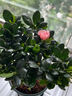 【莎之槿園藝】杜鵑花苗盆栽帶花苞四季開(kāi)花不斷室內觀(guān)花卉綠植植物老樁大棵好養 粉色杜鵑花+加侖盆(帶花苞發(fā)貨) 含盆 曬單實(shí)拍圖