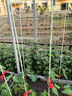植物攀爬架拱棚支架豆角架桿黃瓜支架秧苗支架爬藤支架玻璃纖維桿 50根(實(shí)心 國標(biāo)足尺) 實(shí)心7毫米粗 2米長（豆角/黃瓜/絲瓜/爬藤桿） 曬單實(shí)拍圖
