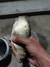 誘魚燈釣魚神器黑科技水下聚魚燈專用夜釣超聲波聲納誘魚器全自動 買2送1【百米魚群全都來】 曬單實拍圖