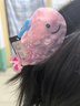 Royal sasa七夕禮物甜美小魚抓夾彩色多巴胺發(fā)抓中號(hào)鯊魚夾盤發(fā)抓子發(fā)飾頭飾 曬單實(shí)拍圖