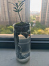 喜鵲說竹柏苔蘚微景觀生態(tài)瓶小魚缸辦公桌面羅漢松小盆栽綠植好養(yǎng)送禮物 羅漢松-深潭景觀杯 帶盆栽好 曬單實拍圖