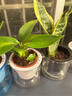 綠有意綠植盆栽多肉花卉盆栽植物室內(nèi)桌面水培綠植辦公室客廳植物懶人 吸甲3盆】綠蘿+金邊吊蘭+金鉆 曬單實拍圖