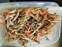 北海灣 小魚小蝦 小魚干小魚仔農(nóng)家自制海水小銀魚磷蝦無沙小蝦米下飯菜 小魚小蝦【凈重250g】 曬單實拍圖