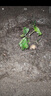 陽光玫瑰葡萄樹苗盆栽包成活果樹苗南北方種植葡萄苖當(dāng)年結(jié)果 巨峰葡萄苗【原盆原土】3顆裝 曬單實(shí)拍圖