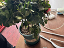 花翁杜鵑花盆栽花卉植物帶花苞綠植 大號粉色杜鵑(1加侖盆)源頭直發(fā) 曬單實(shí)拍圖