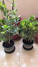 歐悟米蘭花盆栽花卉植物室內(nèi)四季開(kāi)花帶花苞濃香茉莉花苗盆景驅(qū)蚊綠植 五年壯苗米蘭花含加侖盆 曬單實(shí)拍圖