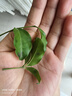 OBSBOT尋影TINY2直播攝像頭4K超清美顏電腦視頻會議網(wǎng)課usb外接智能云臺攝像頭直播設(shè)備全套 曬單實拍圖