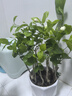 京云夢茉莉花盆栽地栽花卉四季好養(yǎng)綠植觀花植物棱邊陶瓷盆源頭直發(fā) 曬單實拍圖