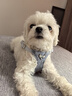 puppytie狗狗背心式牽引繩時(shí)尚寵物戶(hù)外遛狗繩中小型犬寵物胸背帶 夢(mèng)幻藍-套裝(胸背+牽引繩) XS碼-建議4-10斤 曬單實(shí)拍圖