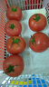 康田匯 陜西普羅旺斯水果西紅柿番茄沙瓤可生吃新鮮采摘新鮮蔬菜 2.5斤 泡沫托裝A級果凈2斤+ 源頭直發(fā) 曬單實拍圖