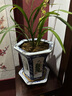 華香園蘭花建蘭 夏皇梅 八大名品之 濃香型辦公室內耐陰綠植盆栽花卉 夏皇梅3苗連體裸根 不帶花苞 曬單實(shí)拍圖