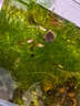 水蚯蚓凍干水蚯蚓粘貼魚(yú)糧紅線(xiàn)蟲(chóng)凍干小型魚(yú)飼料孔雀魚(yú)熱帶魚(yú)飼料 【凍干水蚯蚓塊】130ml 曬單實(shí)拍圖