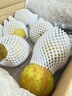 上海特產(chǎn)崇明翠冠蜜梨當(dāng)季現(xiàn)貨現(xiàn)摘現(xiàn)發(fā)上海蜜梨 單果6-8兩 5斤 曬單實拍圖