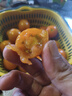 京喜加夏日陽(yáng)光小番茄黃色迷戀圣女果即食水果小柿子現(xiàn)摘現(xiàn)發(fā)減肥 黃色圣女果一斤裝 曬單實(shí)拍圖
