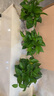 綠蘿盆栽室內(nèi)客廳綠植花卉 家用凈化空氣綠籮植物吸除甲醛吊蘭 高20CM【原盆+托盤】10盆+5肥 曬單實(shí)拍圖