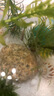 智宙生態(tài)瓶diy材料生態(tài)魚缸手提塑料桶生態(tài)瓶微景觀魚科學(xué)生態(tài)瓶觀賞 科學(xué)生態(tài)瓶【不含魚】 【送綠菊水草】 曬單實(shí)拍圖