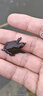 榮郁鱉小甲魚苗活體100只水魚苗王八團(tuán)魚苗生態(tài)外塘養(yǎng)殖龍魚 30只 曬單實拍圖