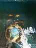 貝冠奇錦鯉活魚(yú)大正三色紅白錦鯉秋翠孔雀冷水小魚(yú)蝴蝶鯉德系觀賞魚(yú) 黑錦鯉1條（15-18厘米） 曬單實(shí)拍圖