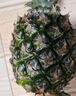 云南黑鉆鳳梨 新鮮水果非菠蘿手撕鳳梨產(chǎn)地直發(fā) 1個(gè)裝 單果1.3斤起 曬單實(shí)拍圖