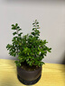 八芽 小葉赤楠盆景擺件室內(nèi)綠植花卉盆栽老樁客廳辦公室桌面好養(yǎng)植物 （【熱銷款】舍得紫砂盆赤楠+苔蘚+底座） 曬單實(shí)拍圖