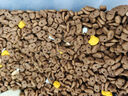 寵非凡去毛球益生菌凍干貓糧10kg20斤成貓幼貓英短橘貓全階段全貓咪通用 曬單實(shí)拍圖