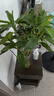 植男植女綠富貴竹水培竹子植物綠植室內(nèi)好養(yǎng)盆栽不帶根發(fā)財6/70cm源頭直發(fā) 曬單實拍圖