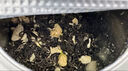 碧潭飄雪茉莉花茶 峨眉山茶一級(jí)100g 大罐新品茶葉自己喝36001 曬單實(shí)拍圖