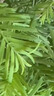 精品叢林水杉造景植物室內(nèi)植物盆景盆栽室內(nèi)辦公室客廳擺放植物 從林水杉+四方山水陶瓷盆+底座 曬單實(shí)拍圖