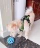 阿莫爾狗狗玩具球鏤空鈴鐺發(fā)聲耐咬磨牙幼犬泰迪馬爾濟(jì)斯小型犬消耗體力 藍(lán)色鏤空球內(nèi)置鈴鐺 小型犬適用 曬單實(shí)拍圖