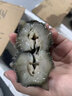 疊嶼 底播刺參高壓即食鮮活冷凍單個(gè)裝大連長?？h深海水產(chǎn)干貨禮盒裝 8-10頭500g 曬單實(shí)拍圖
