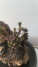 秋穎卷柏盆景迷你植物懶人盆栽九死還魂草假山綠植吸水石微型盆景花卉 1窩   6-8棵 帶原生土 不含盆 曬單實拍圖
