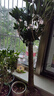 桂花樹苗桂花苗盆栽金桂四季桂室內(nèi)外濃香型陽臺(tái)花卉綠植庭院盆景植物 四季金桂【四季開花濃香】 6年苗【花滿樹粗壯】 曬單實(shí)拍圖